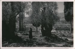 Garden of Gethsemane, Jerusalem, interior view Postcard