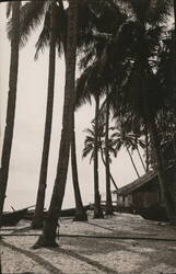Palm Trees, Beach, Wooden House, Boats, Ocean Postcard