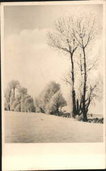 Snowy Winter Landscape, Frosted Trees Postcard