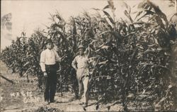 Two Men in Tall Cornfield, May 15 Postcard