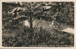 Suriname. Kleine landbouwer op weg naar zijn grond. Postcard