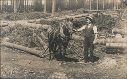 Logger & Workhorse in Cleared Forest, Timber Industry Postcard
