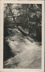Rushing Stream in Forest with Trees Postcard