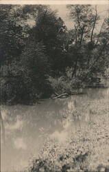 Wooded River Landscape Postcard