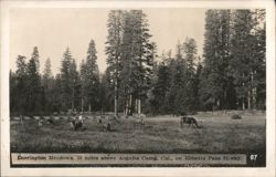 Dorrington Meadows, Ebbetts Pass Hiway, CA with Deer Postcard