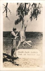 Giant Jack Rabbit Shot at Boulder Dam Postcard