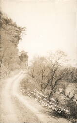 View on Crooked Road in the Ozarks Postcard