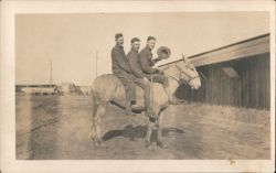 Three Men Riding a Donkey Postcard