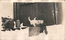 Two white cats playing in snow by wooden building Postcard