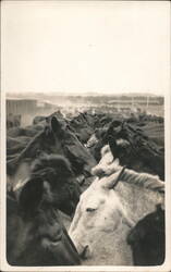 Horses or Mules in Stockyard - Remount Question Postcard
