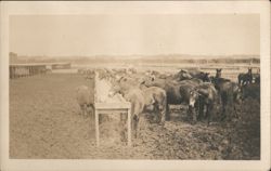 Herd of Horses in Muddy Pen at Feeding Trough Postcard