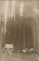 Man, Horse, Cabin, Tall Trees Postcard