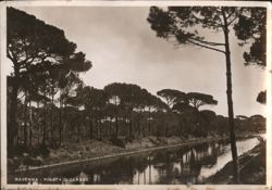 Pineta di Classe, Ravenna Postcard