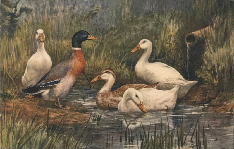 Ducks in a Pond with Mallard and White Ducks