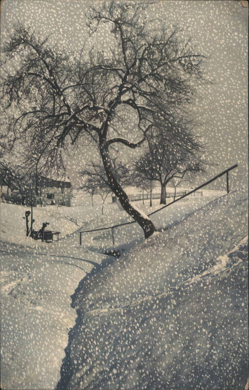 Snowy Winter Landscape with Bare Tree Seasons