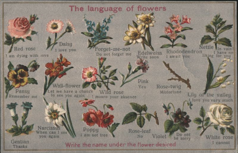 The Language of Flowers with Meanings & Symbolism