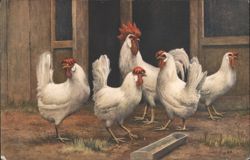 White Chickens and Rooster in Farmyard with Feeding Trough Postcard