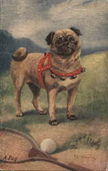 Pug Dog in Red Harness with Tennis Racket and Ball, by N. Drummond Postcard