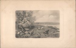 Chickens and Chicks by Blossoming Tree in Pastoral Landscape Postcard