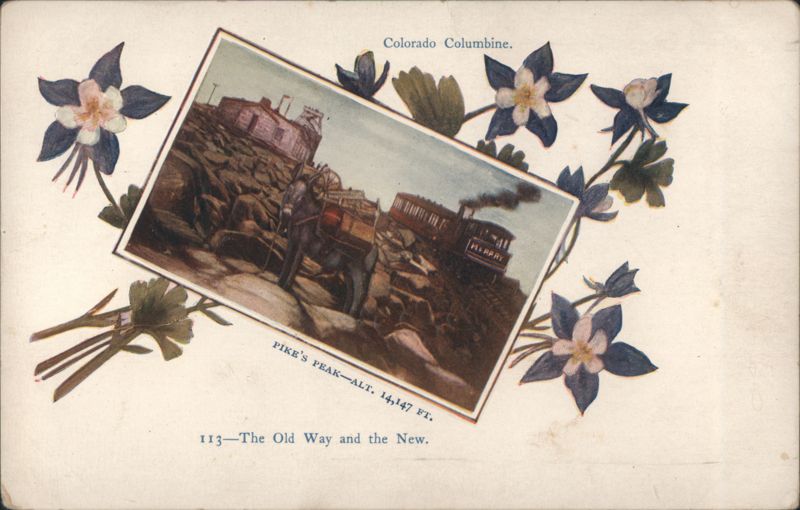 Pike's Peak Old & New Way, Colorado Columbine Flowers Pikes Peak