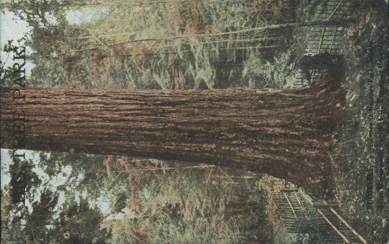 Roosevelt Tree Park Trees