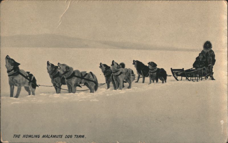 Howling Malamute Dog Team with Sled and Musher Dogs