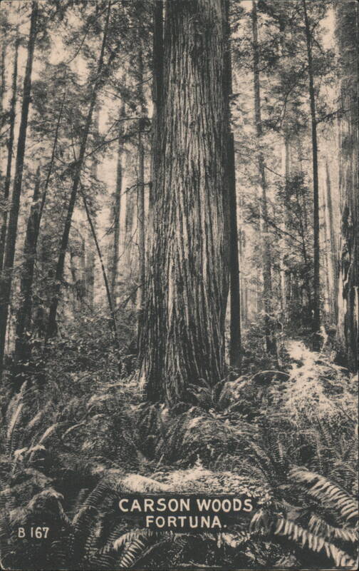 Carson Woods Giant Redwood Trees Fortuna California
