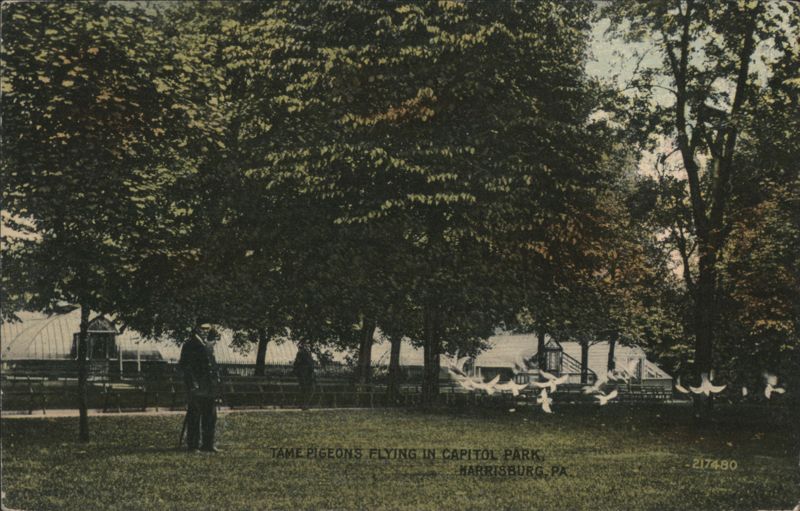 Tame Pigeons Flying in Capitol Park, Harrisburg, PA Pennsylvania