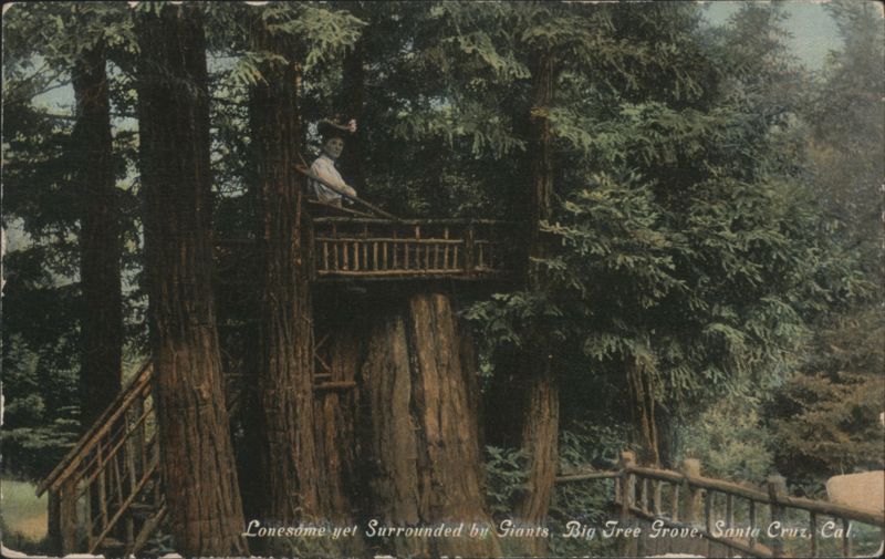 Lonesome Yet Surrounded by Giants, Big Tree Grove Santa Cruz California