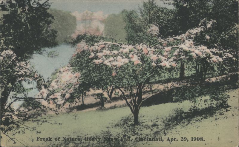 Freak of Nature, Heavy Snow Fall, Apr. 29, 1908 Cincinnati Ohio
