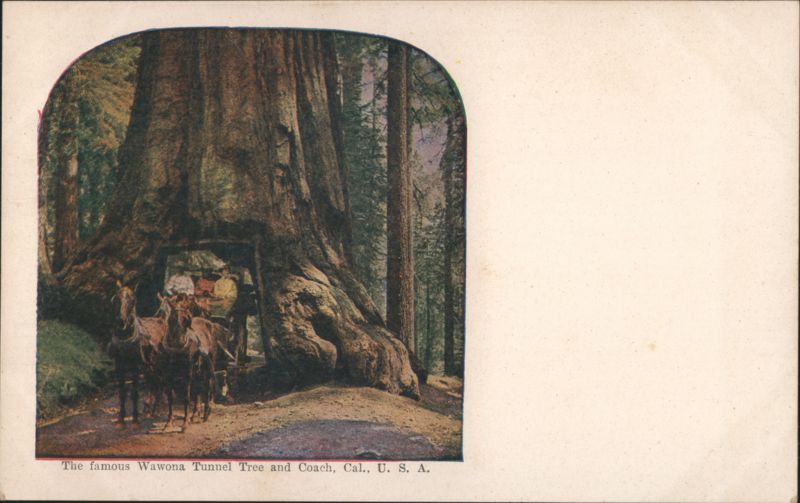 Wawona Tunnel Tree & Coach, CA California