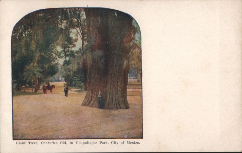 Giant Centuries Old Trees, Chapultepec Park, Mexico City