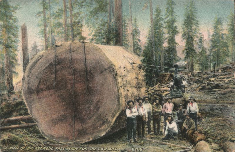 Big Redwood Tree Log Ready for Saw Mill, Lumberjacks