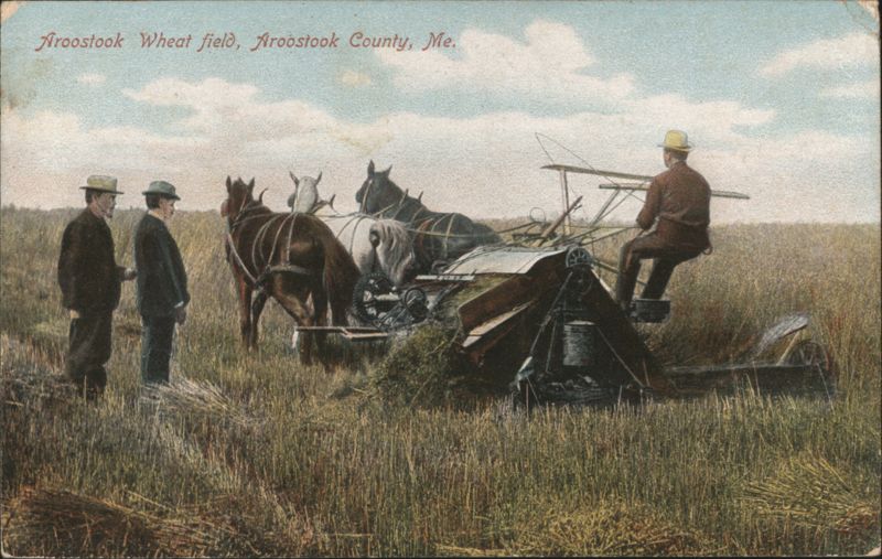 Aroostook Wheat Field, Aroostook County, ME Maine