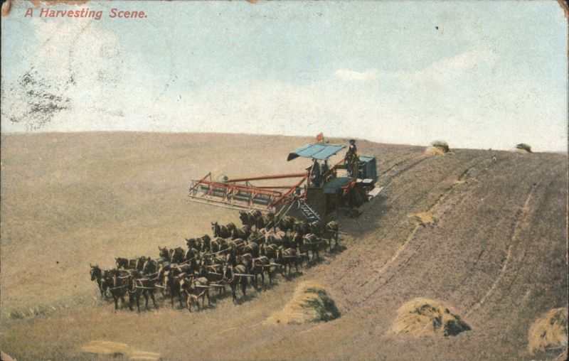 A Harvesting Scene. Horse-drawn Combine Harvester Farming