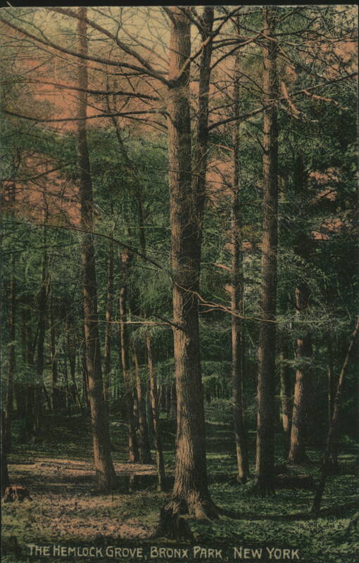 The Hemlock Grove, Bronx Park New York