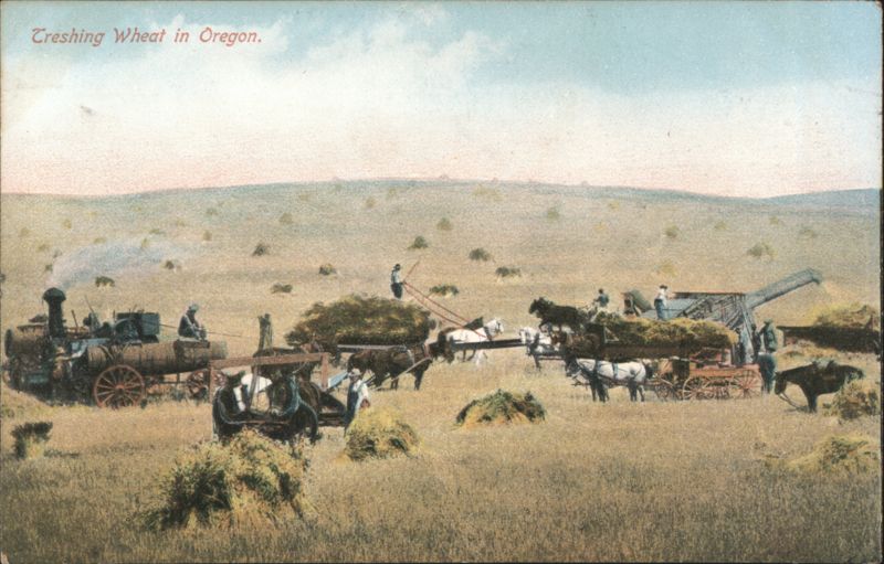 Threshing Wheat in Oregon