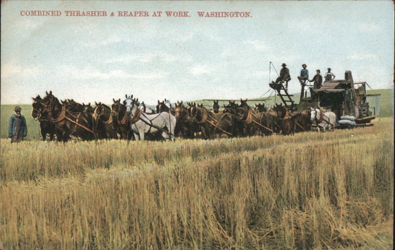 COMBINED THRASHER & REAPER AT WORK. WASHINGTON.