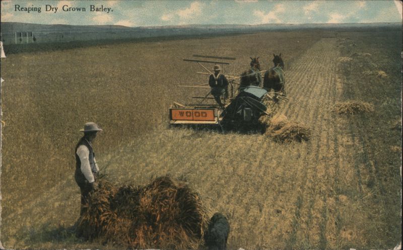 Reaping Dry Grown Barley Farming