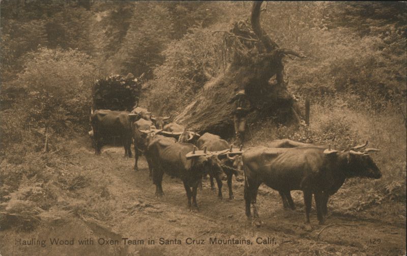 Hauling Wood with Oxen Team, Santa Cruz Mountains, CA California