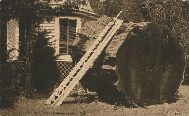 Original Big Tree Calaveras Co. CA California