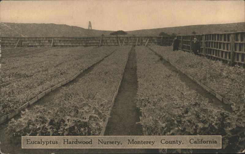Eucalyptus Hardwood Nursery, Monterey County California