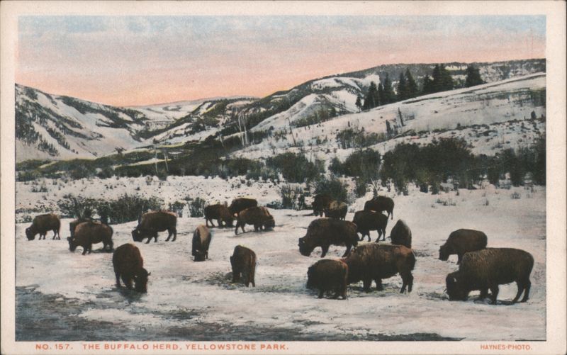 The Buffalo Herd, Yellowstone Park