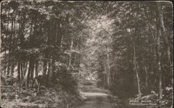 Road Near Franconia Inn, Forested Path, New Hampshire Postcard