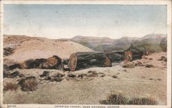 Petrified Forest, Near Adamana, Arizona Postcard