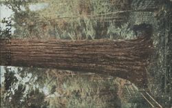 Roosevelt Tree Park Postcard