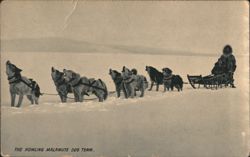 Howling Malamute Dog Team with Sled and Musher Postcard