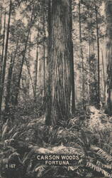 Carson Woods Giant Redwood Trees Fortuna Postcard