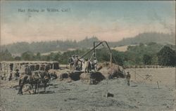 Hay Baling at Willits, California Postcard