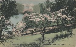 Freak of Nature, Heavy Snow Fall, Apr. 29, 1908 Postcard